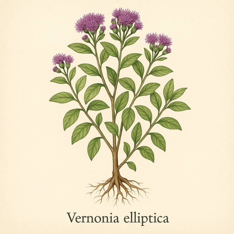 Вернония эллиптическая - Vernonia Elliptica