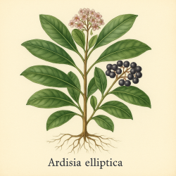 Ардизия эллиптическая — Ardisia elliptica 
