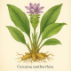 Куркума Яванская - Curcuma xanthorrhiza