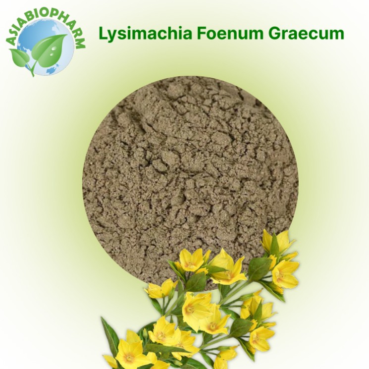 Lysimachia Foenum Graecum (Powder)