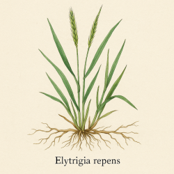 Пырей ползучий - Elytrigia Repens