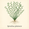 Спирулина – Spirulina