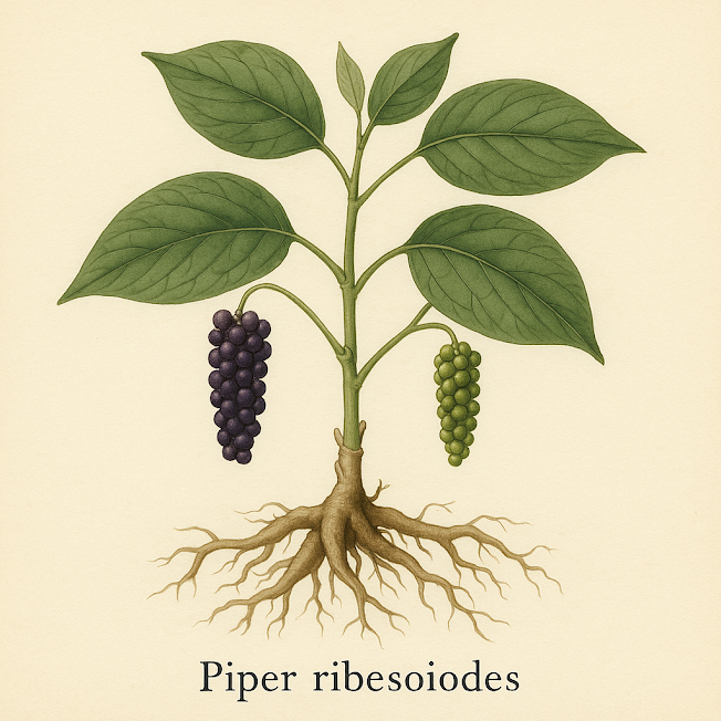 Перец смородиновидный - Piper Ribesoides