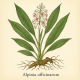 Альпиния лекарственная - Alpinia officinarum (Галангал)