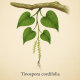 Тиноспора сердцелистная - Tinospora cordifolia