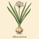Аллицин (Экстракт чеснока) - Allium sativum (Allicinum)