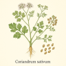 Кориандр посевной - Coriandrum Sativum 