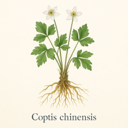 Коптис китайский - Coptis chinensis