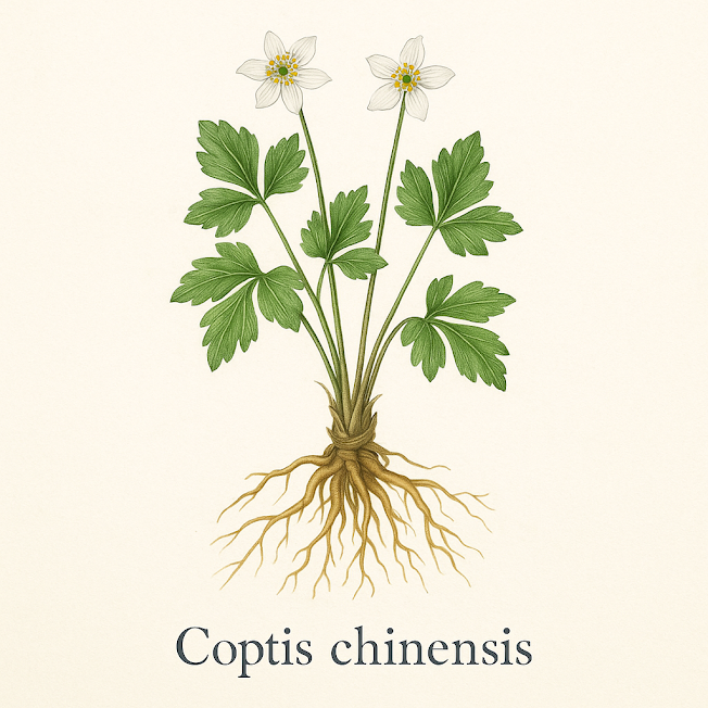 Коптис китайский - Coptis chinensis