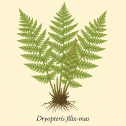 Щитовник мужской - Dryopteris filix-mas L