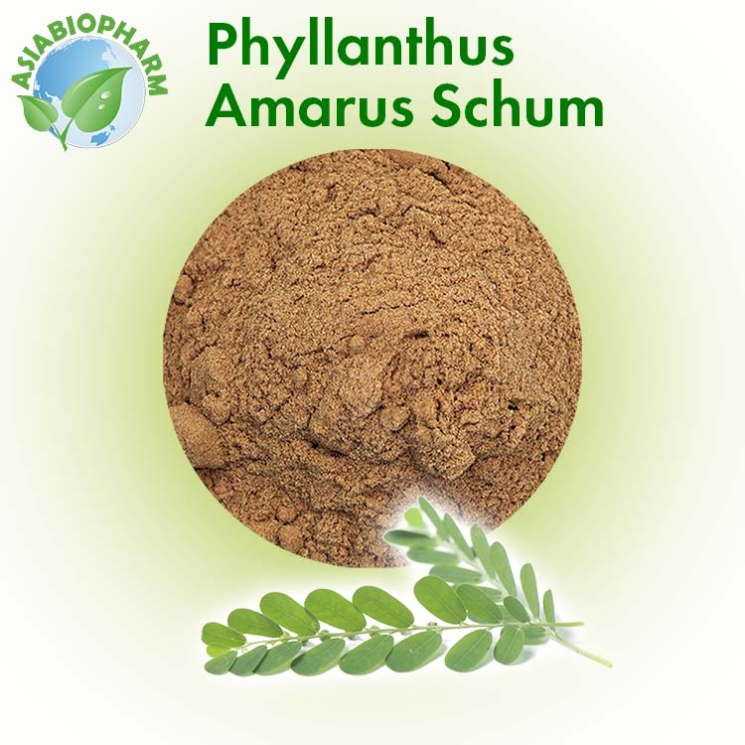Phyllanthus Amarus (Powder)
