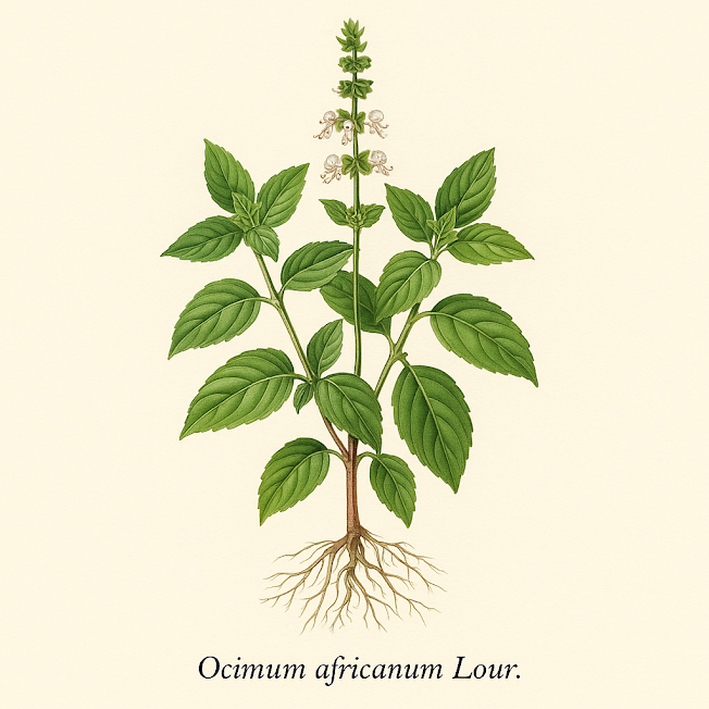 Базилик волосистый (семя) — Ocimum africanum Lour. (seed) 