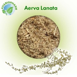 Aerva Lanata (Small cutting)
