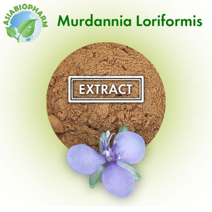Murdannia Loriformis extract 10:1 (Powder)