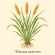 Пшеница мягкая - Triticum Aestivum (Пшеничная трава)