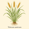 Пшеница мягкая - Triticum Aestivum 