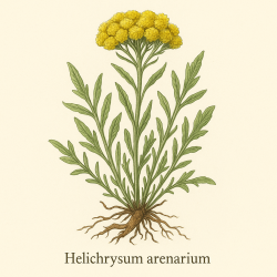 Бессмертник песчаный - Helichrysum Arenarium