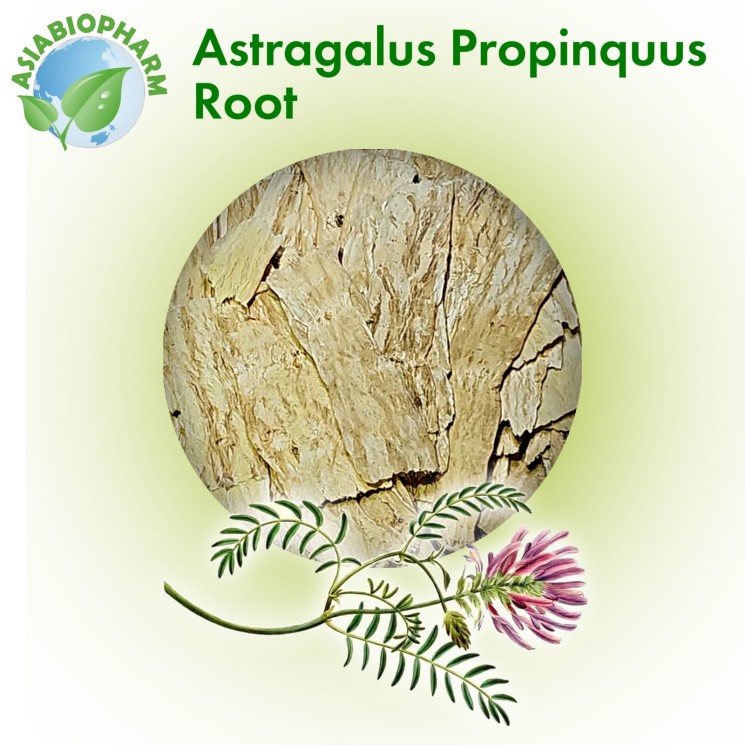 Astragalus Propinquus (root)