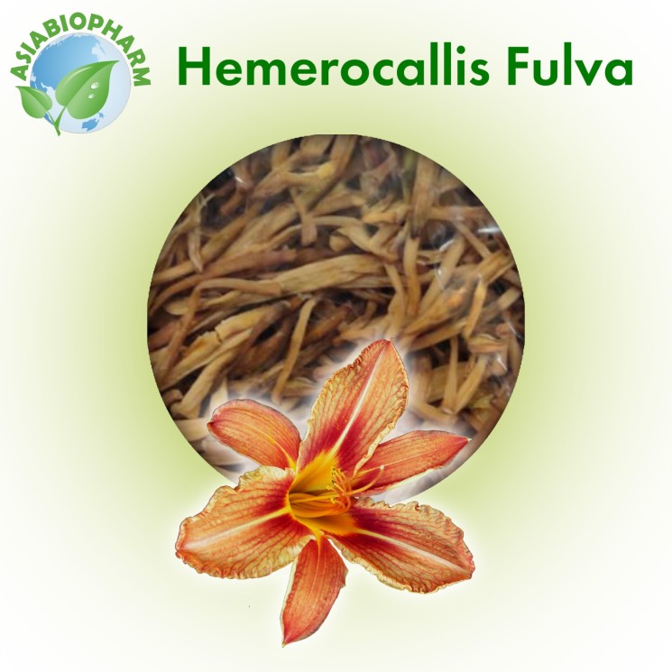 Hemerocallis Fulva (Dried Flowers)