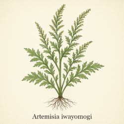 Полынь иваёмоги - Artemisia Iwayomogi