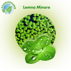 Lemna Minor