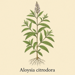 Вербена лимонная - Aloysia citrodora