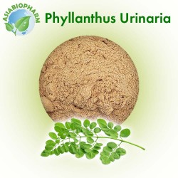 Phyllanthus Urinaria (Powder)