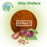 Виноградная косточка - Vitis vinifera semen