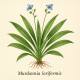 Мурдания лориформис - Мurdannia loriformis