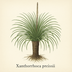 Ксанторрея (акароид смола) - Xanthorrhoea preissii (Acaroid gum)