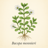 Бакопа Монье - Bacopa monnieri (Экстракт)